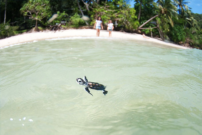 Fitzroy Island Snorkelling Baby Turtle
