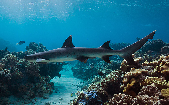 Five Species of Sea Wildlife You'll Find In Fitzroy Island Water Clown Fish Reef Sharks