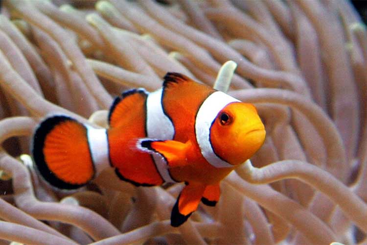 Five Species Of Sea Wildlife Youll Find In Fitzroy Island Water Clown Fish
