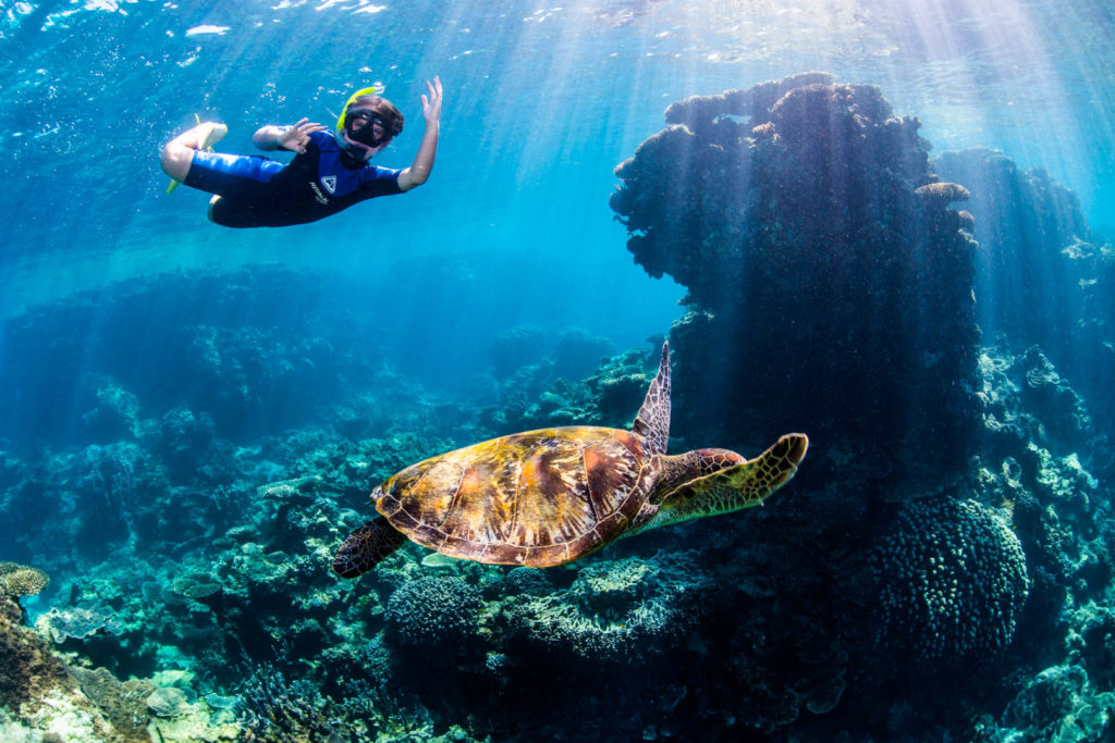 Best Beach Snorkelling Spots In Australia Coral Cay