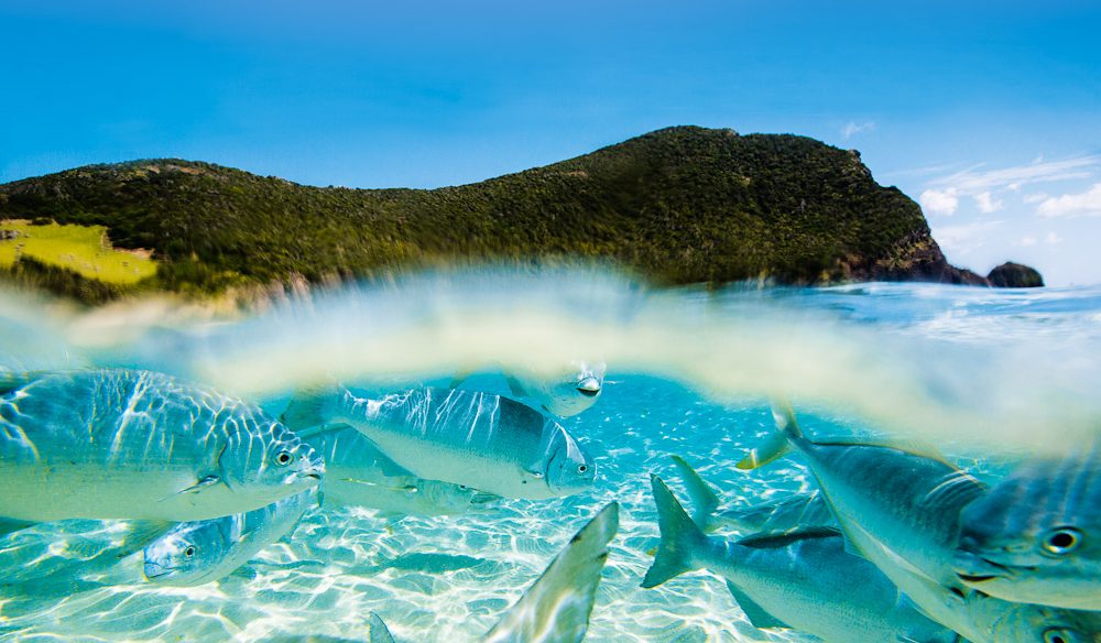 Best Beach Snorkelling Spots In Australia Lord Howe Island
