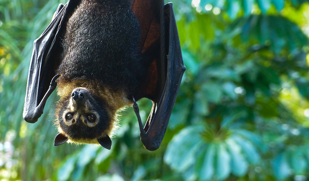 Fitzroy Island Wildlife Spectacled Flying Fox Fruit Bat