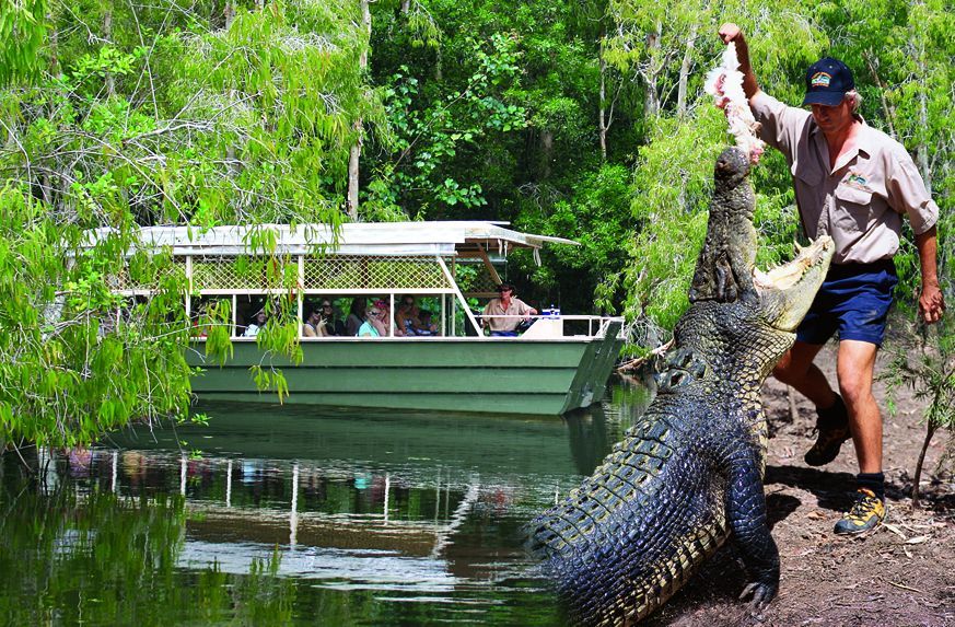 Where To See Australian Wildlife Near Cairns Hartleys Crocodile Adventures
