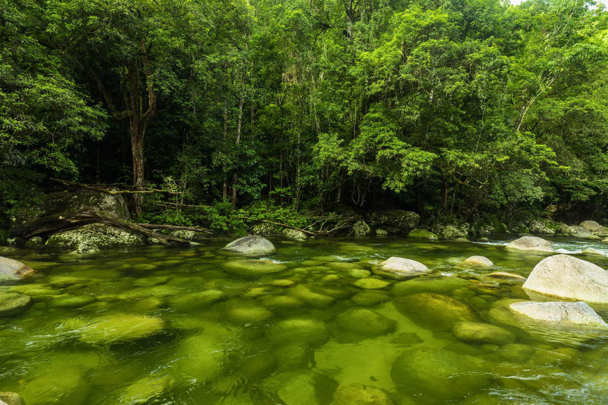 Why Visiting Tropical Far North Queensland Should Be on Your Bucket List Daintree Rainforest