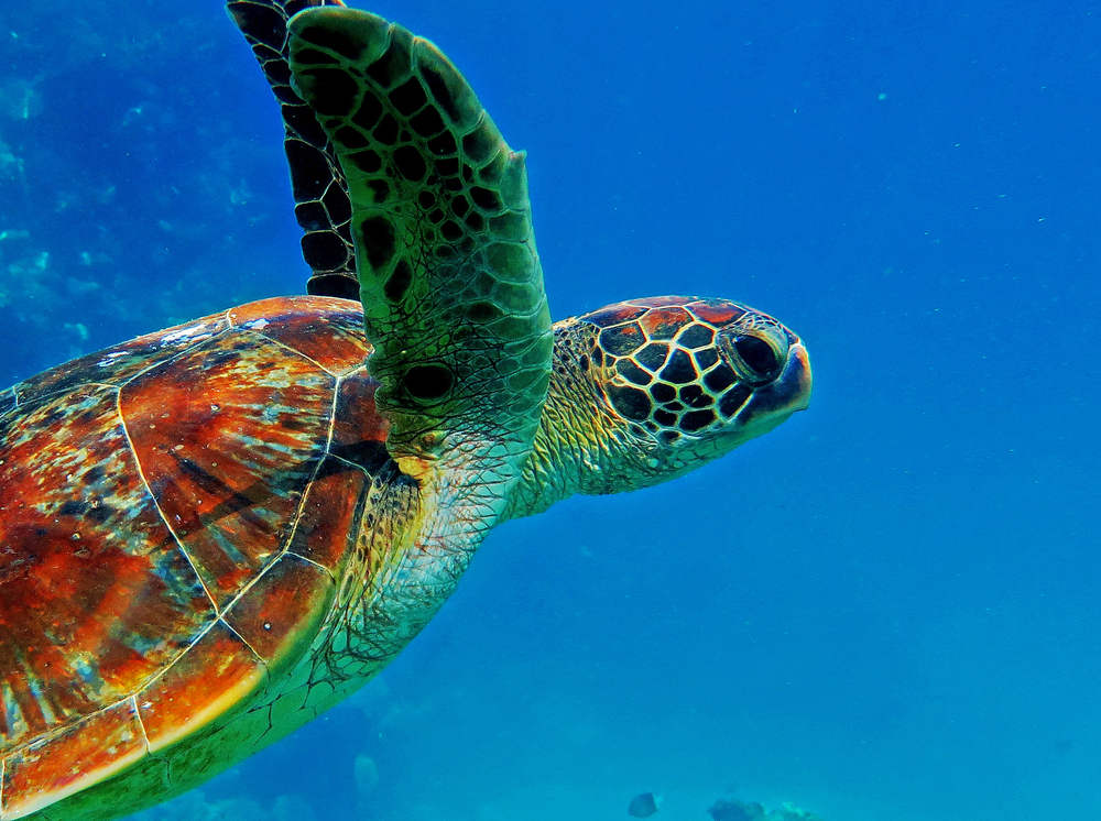 Best Places to See Sea Turtles in Australia Best Green Island