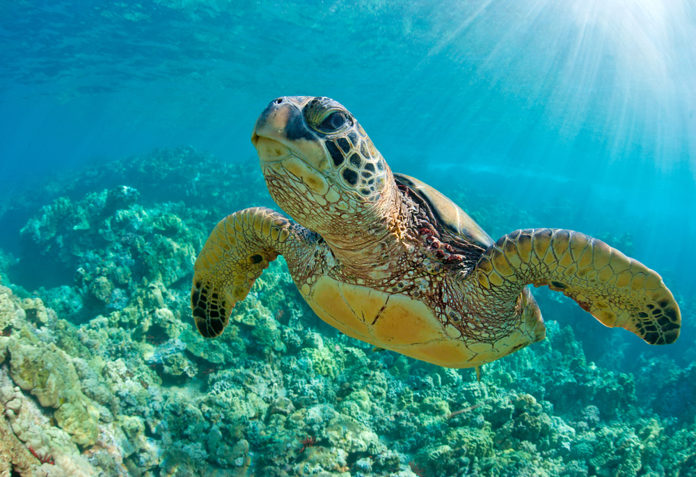Best Places to See Sea Turtles in Australia