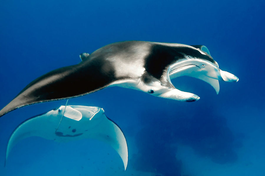 Five Species of Sea Wildlife You'll Find In Fitzroy Island Water Manta Ray