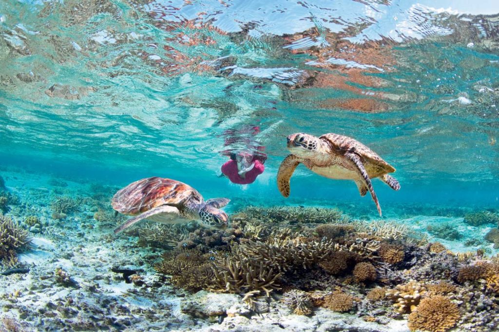 Best Places To See Turtles On The Great Barrier Reef Near Cairns Mojo Opal Reef