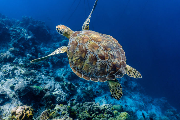 Five of the Best Locations to See Sea Turtles in Queensland
