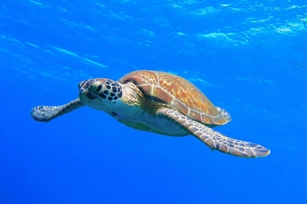 Five Stunning Locations to See Turtles on the Great Barrier Reef Near Cairns
