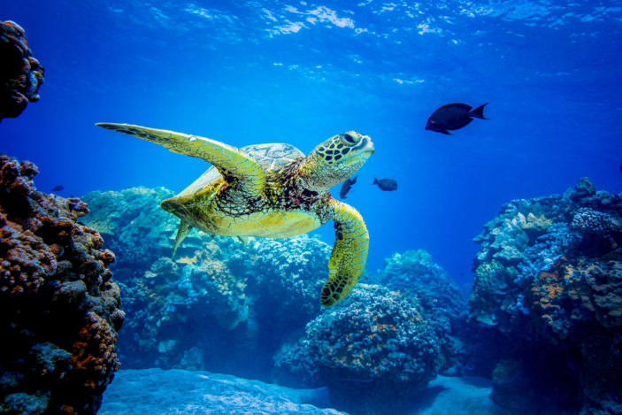 Australia’s Best Locations for Spotting Sea Turtles