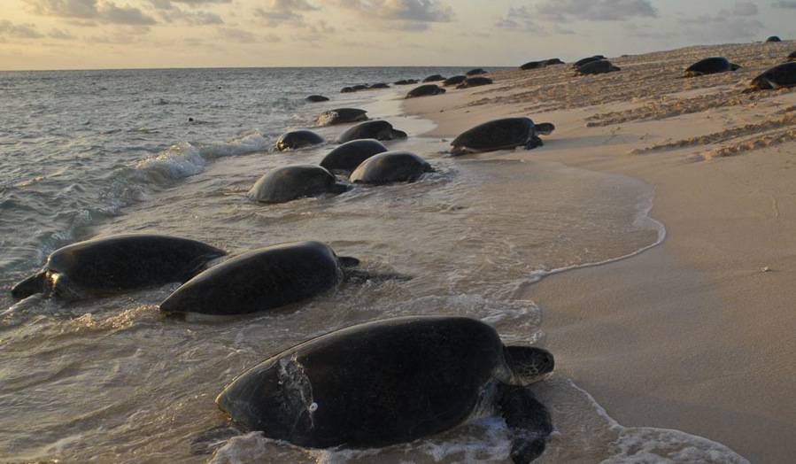 Australia’s Best Locations for Spotting Sea Turtles Raine Island