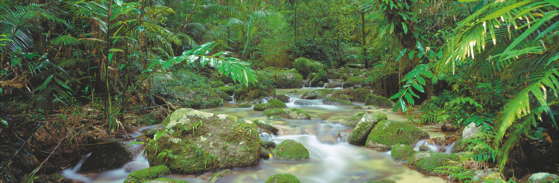 Four Stunning Rainforest Walks You Can't Miss Near Cairns Mossman Gorge