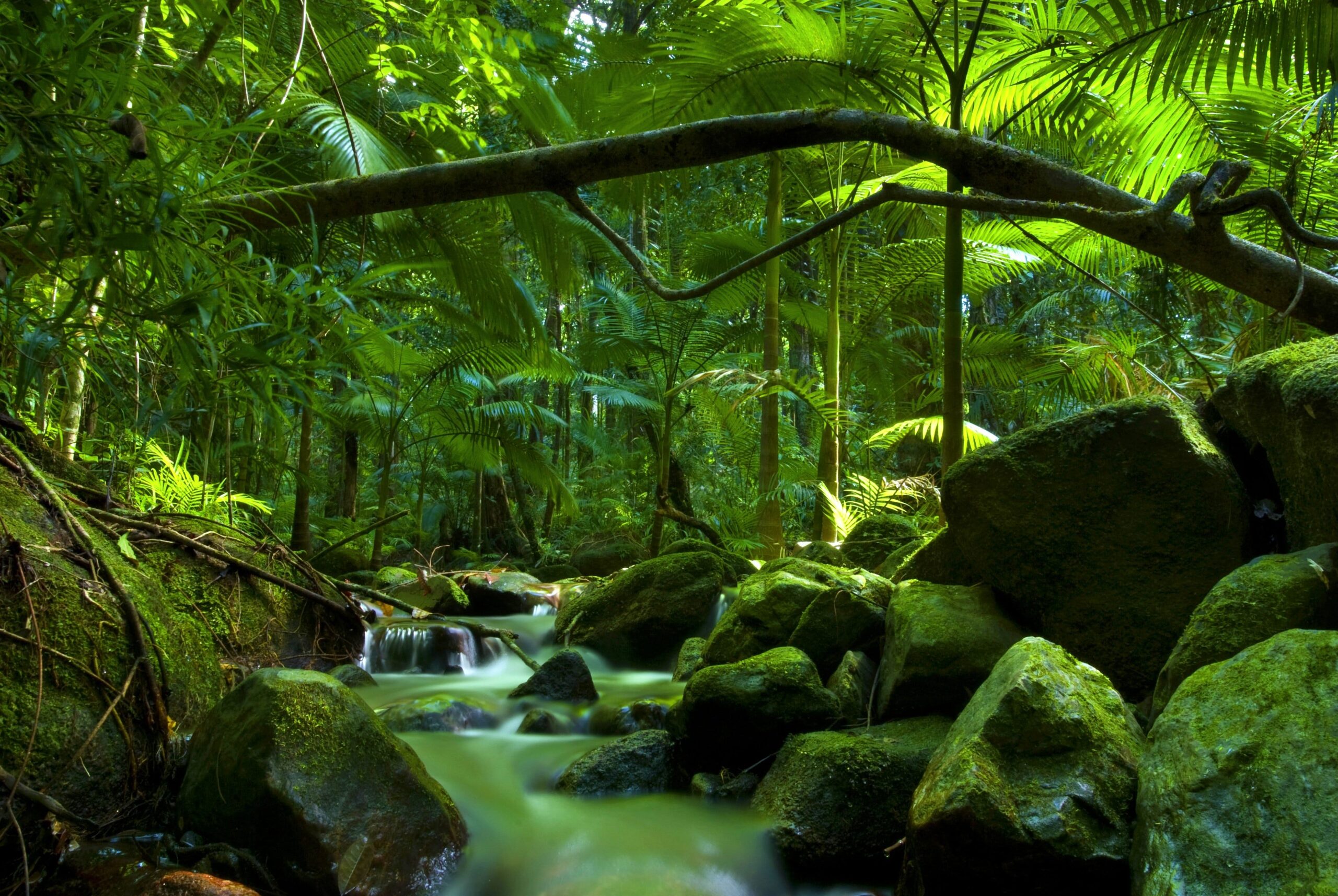 rainforest tours cairns