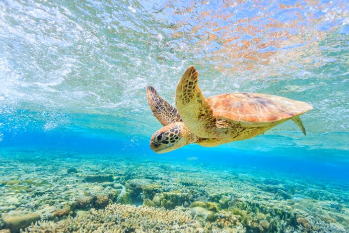 sea turtle swimming in coral sea.