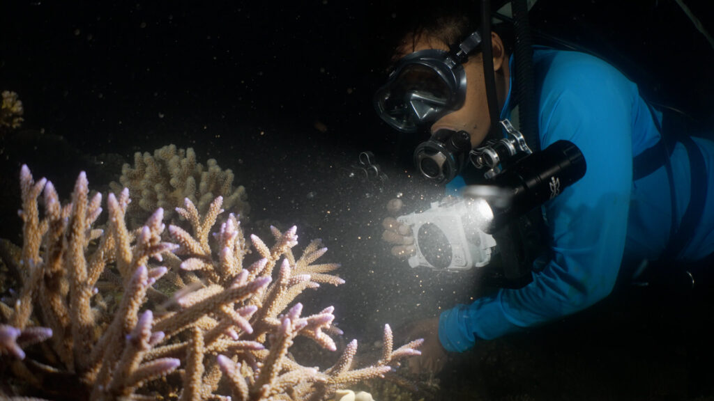 diver filming under water during night time scuba dive to see the coral spawning of the great barrier reef.